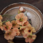 Närbild på Dvärgkrasse Apricot i en skål