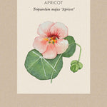 dvärgkrasse apricot fröpåse