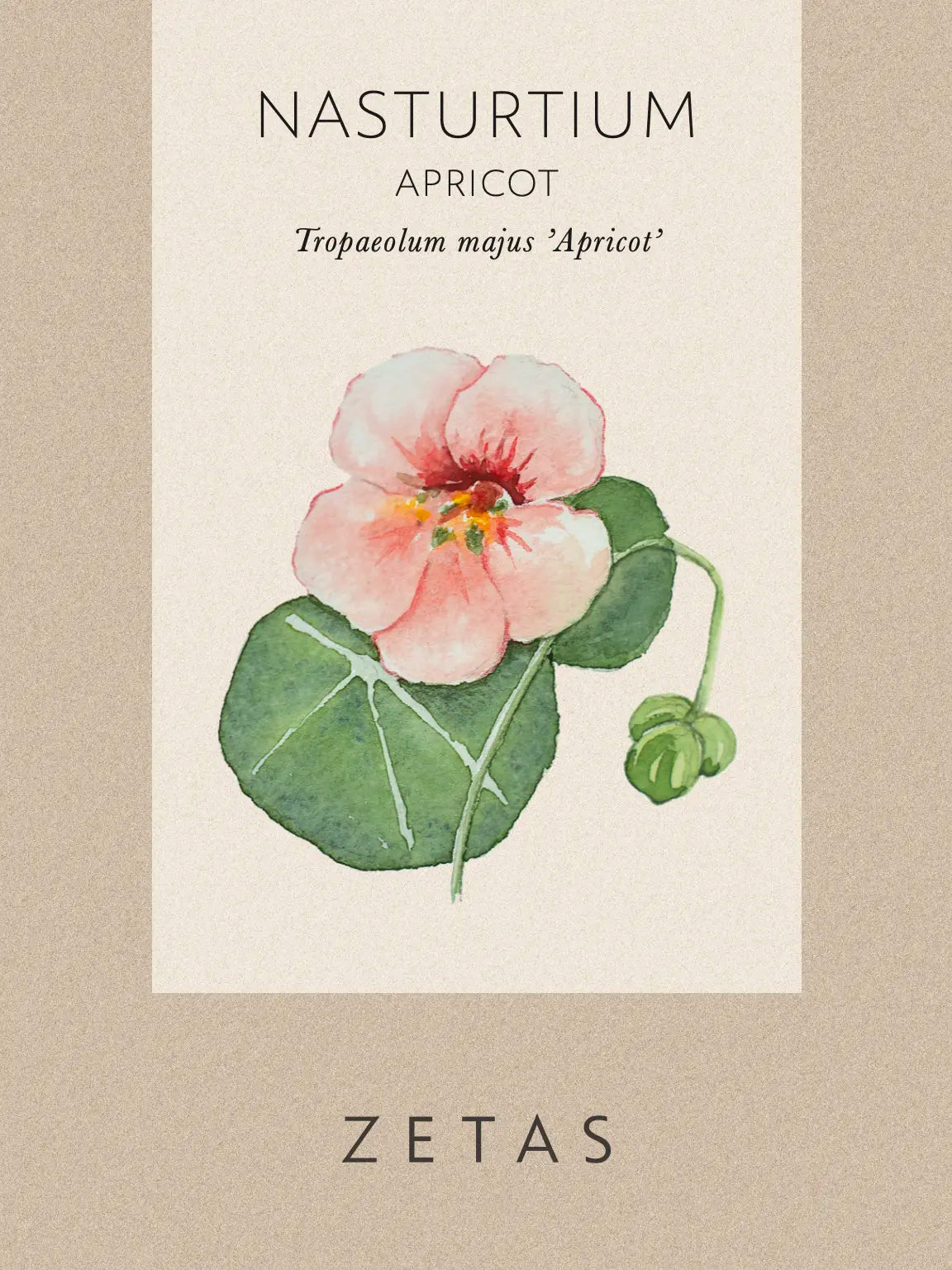dvärgkrasse apricot fröpåse