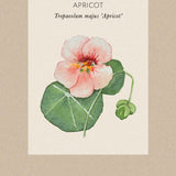 dvärgkrasse apricot fröpåse