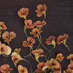 Dvärgkrasse 'Apricot' på en bänk, närbild på blomman