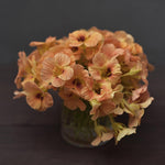 Dvärgkrasse apricot i en liten vas