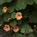 Dvärgkrasse 'Apricot' får ljuvliga aprikosfärgade blommor på buskiga bladDvärgkrasse 'Apricot' får ljuvliga aprikosfärgade blommor på buskiga blad