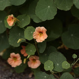 Dvärgkrasse 'Apricot' får ljuvliga aprikosfärgade blommor på buskiga bladDvärgkrasse 'Apricot' får ljuvliga aprikosfärgade blommor på buskiga blad