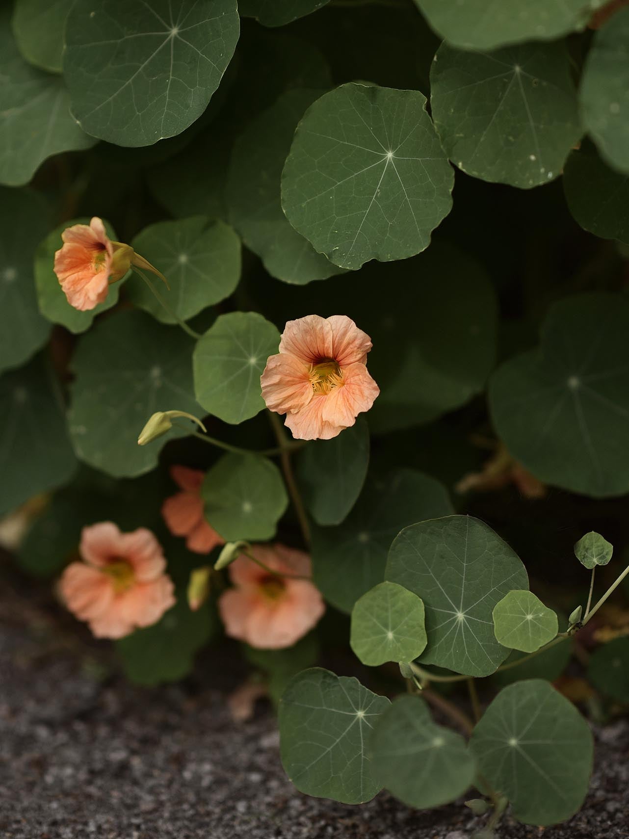 Dvärgkrasse 'Apricot' får ljuvliga aprikosfärgade blommor på buskiga bladDvärgkrasse 'Apricot' får ljuvliga aprikosfärgade blommor på buskiga blad