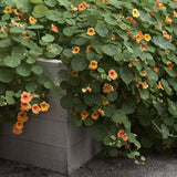 Dvärgkrasse Apricot odlad i en stor oldingslåda / pallkrage