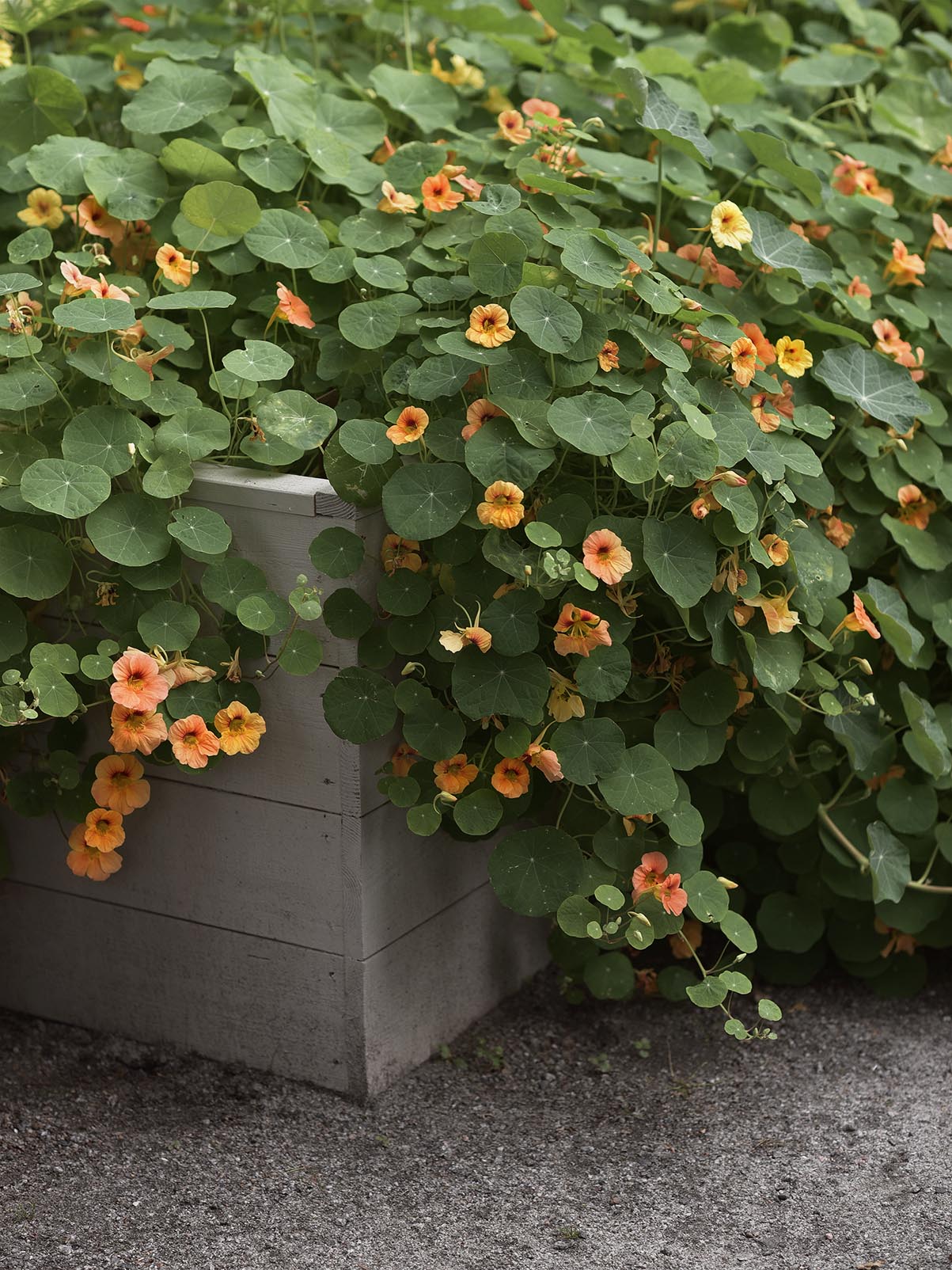 Dvärgkrasse Apricot odlad i en stor oldingslåda / pallkrage