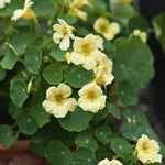 Dvärgkrasse 'Double Delight Cream' buske med blekgula blommor och gröna runda blad