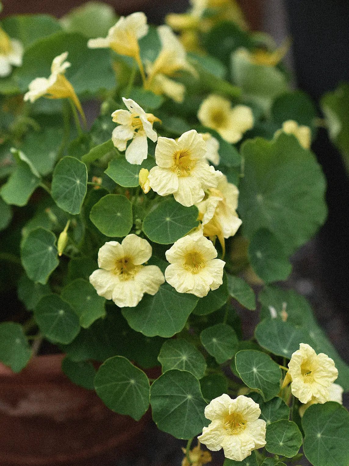 Dvärgkrasse 'Double Delight Cream' buske med blekgula blommor och gröna runda blad