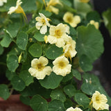 Dvärgkrasse 'Double Delight Cream' buske med blekgula blommor och gröna runda blad
