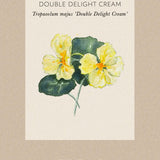 Dvärgkrasse 'Double Delight Cream'
