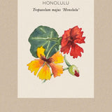 Dvärgkrasse 'Honolulu'