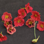 Dvärgkrasse 'Jewel Cherry Rose' får korallrosa, halvdubbla blommor.