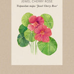 Fröpåse Dvärgkrasse Jewel cherry rose