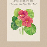 Fröpåse Dvärgkrasse Jewel cherry rose