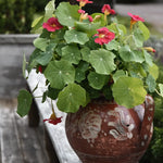 Tropaeolum minus 'Jewel Cherry Rose' i vas