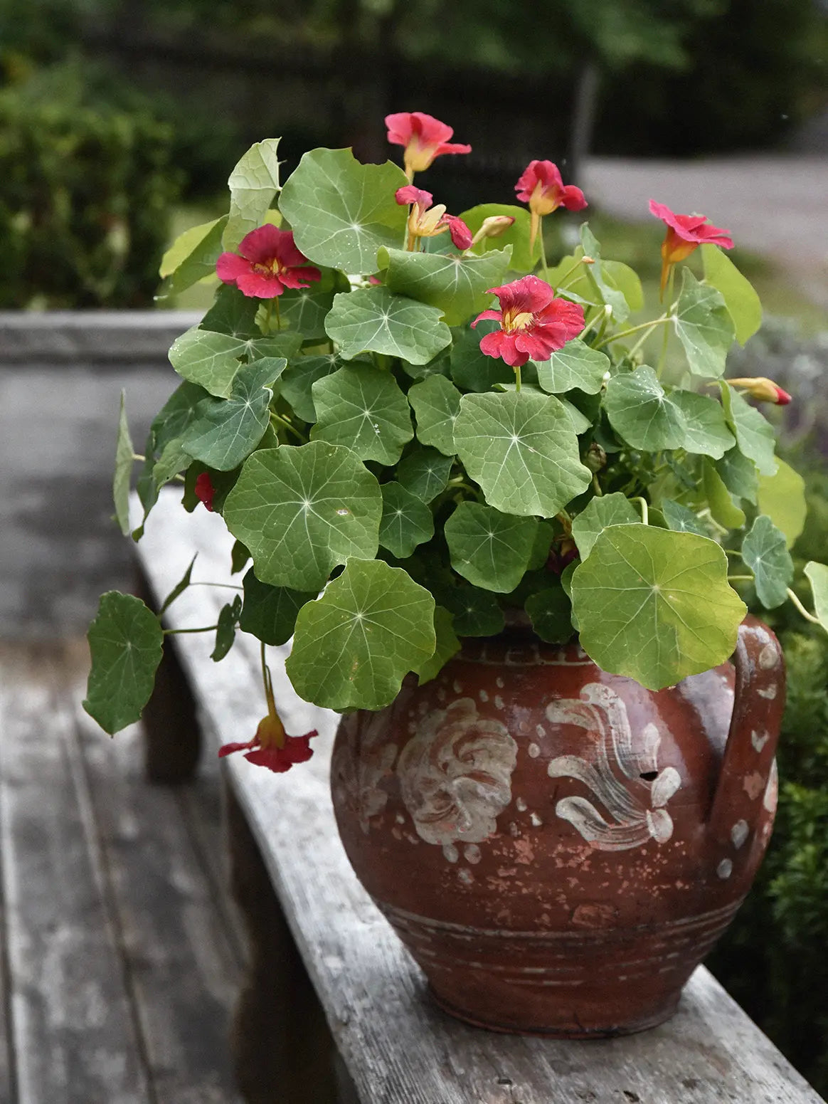 Tropaeolum minus 'Jewel Cherry Rose' i vas