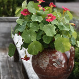 Tropaeolum minus 'Jewel Cherry Rose' i vas