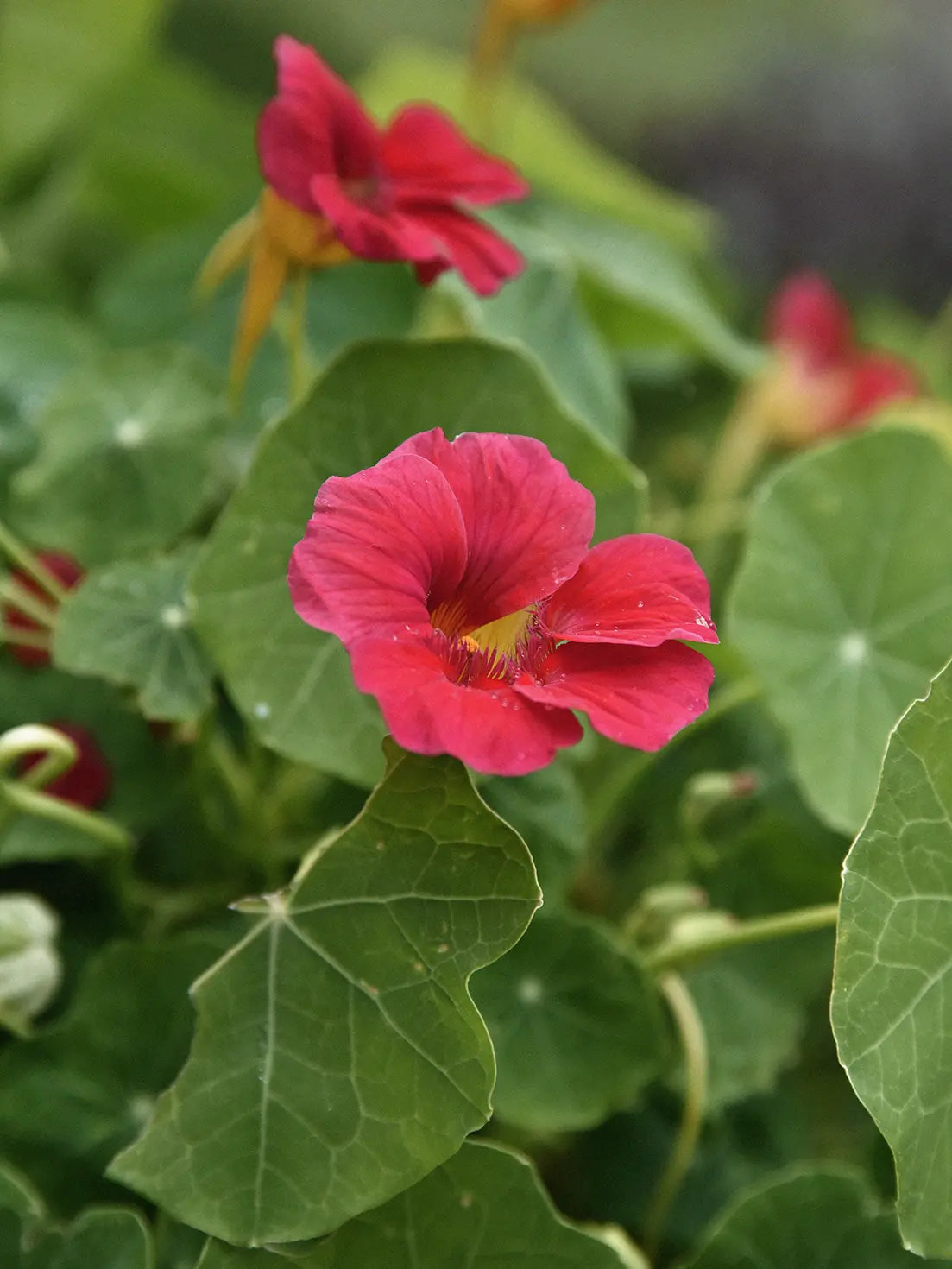Närbild på Tropaeolum minus 'Jewel Cherry Rose' och dess blad