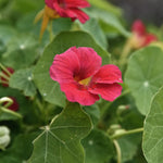 Närbild på Tropaeolum minus 'Jewel Cherry Rose' och dess blad