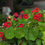 närbild på Tropaeolum minus 'Jewel Cherry Rose' Dvärgkrasse Jewel Cherry Rose