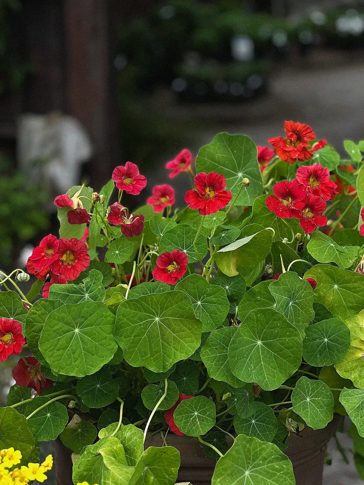 närbild på Tropaeolum minus 'Jewel Cherry Rose' Dvärgkrasse Jewel Cherry Rose