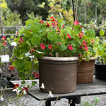 Tropaeolum minus 'Jewel Cherry Rose' i kruka