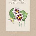 Tropaeolum minus 'Orchid Cream' Fröpåse