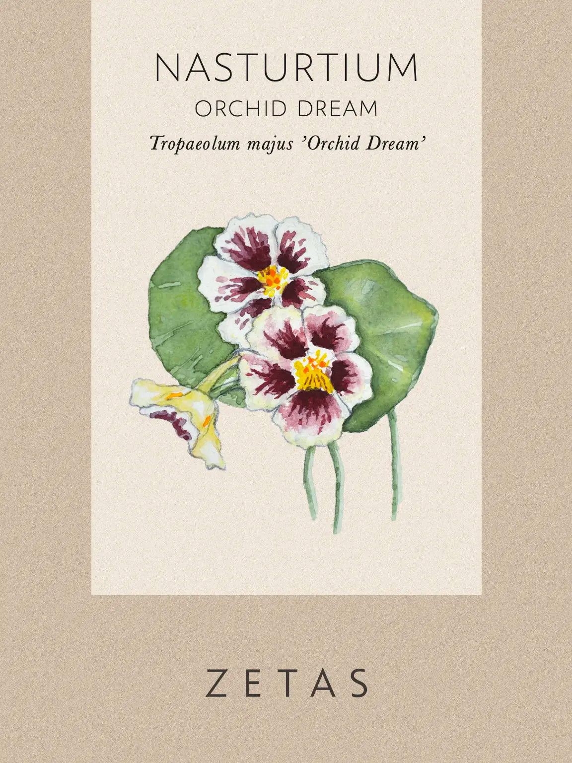 Tropaeolum minus 'Orchid Cream' Fröpåse
