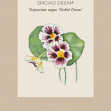 Tropaeolum minus 'Orchid Cream' Fröpåse