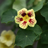 Dvärgkrasse 'Orchid Cream'