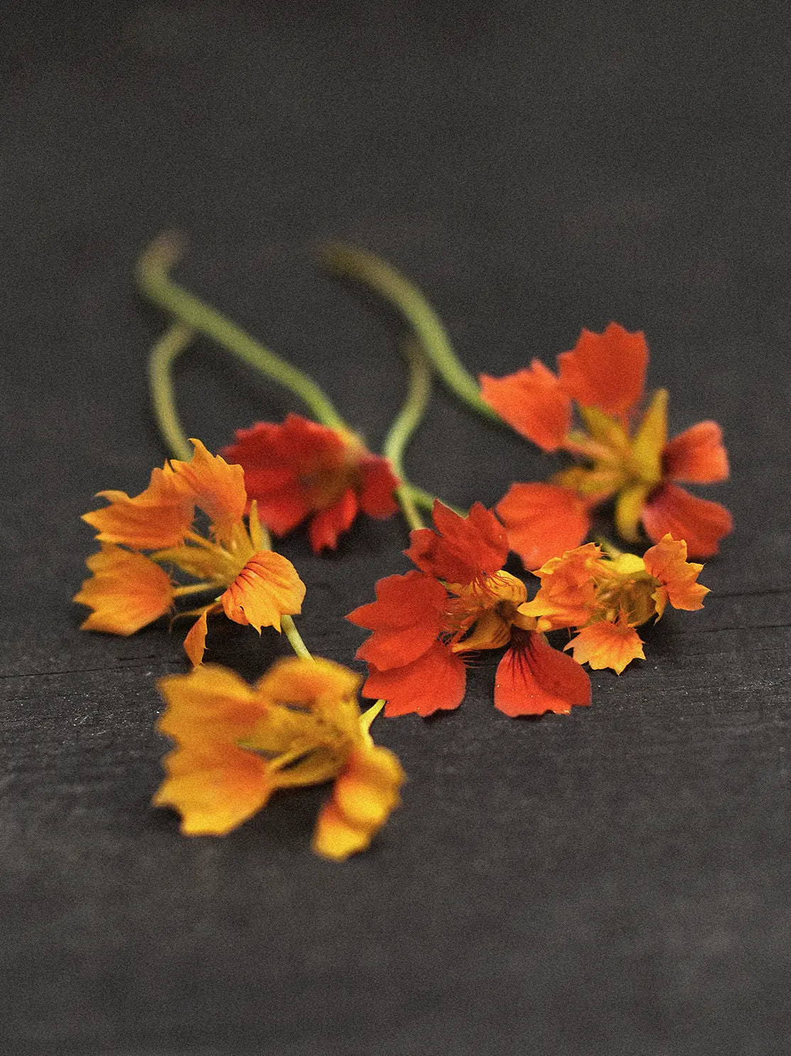 Närdbild på Dvärgkrasse Tropaeolum minus 'Phoenix'