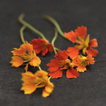 Närdbild på Dvärgkrasse Tropaeolum minus 'Phoenix'