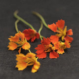 Närdbild på Dvärgkrasse Tropaeolum minus 'Phoenix'