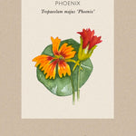 Fröpåse Dvärgkrasse Tropaeolum minus 'Phoenix'