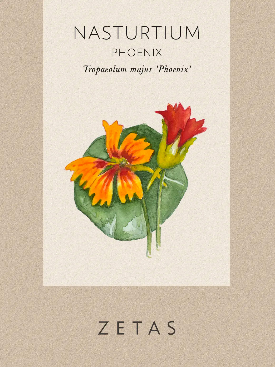 Fröpåse Dvärgkrasse Tropaeolum minus 'Phoenix'