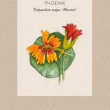 Fröpåse Dvärgkrasse Tropaeolum minus 'Phoenix'
