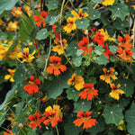 Dvärgkrasse Tropaeolum minus 'Phoenix'