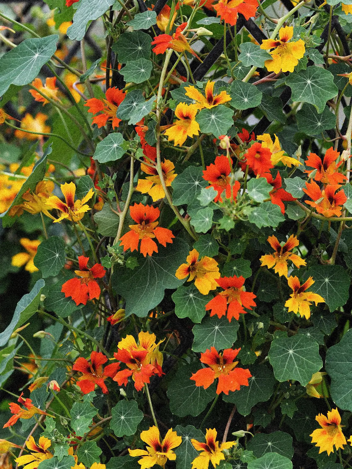 Dvärgkrasse Tropaeolum minus 'Phoenix'
