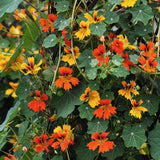 Dvärgkrasse Tropaeolum minus 'Phoenix'