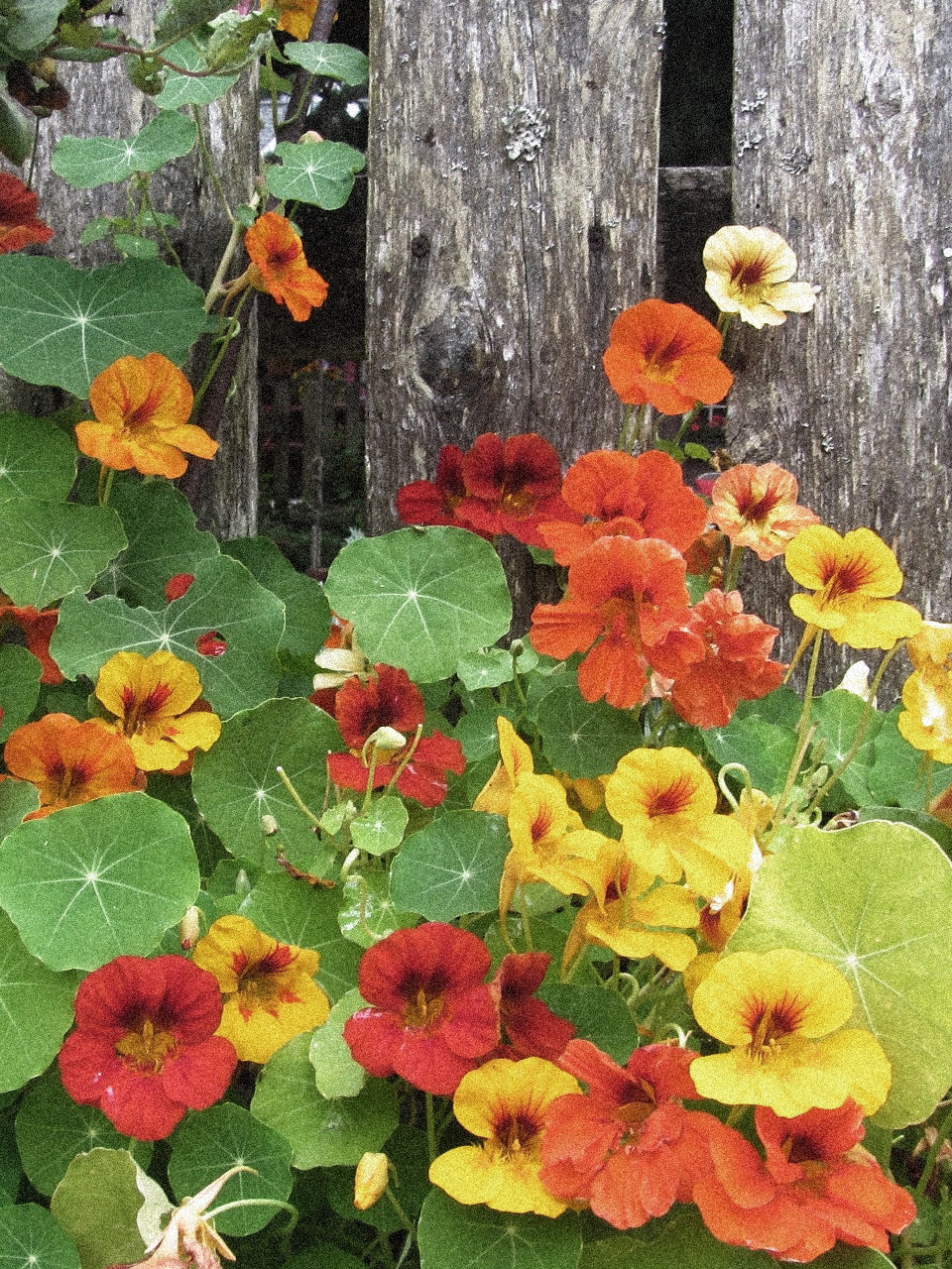 Dvärgkrasse i gult orange och röd Tropaeolum minus 'Tom Thumb'