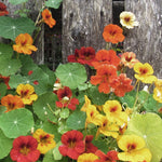 Dvärgkrasse i gult orange och röd Tropaeolum minus 'Tom Thumb'