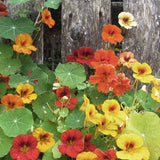 Dvärgkrasse i gult orange och röd Tropaeolum minus 'Tom Thumb'