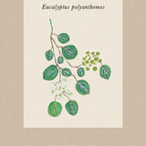 Eukalyptus Polyanthemos