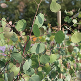 Eukalyptus Polyanthemos