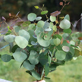 Eukalyptus Polyanthemos