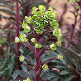 Mandeltörel 'Miners Merlot'