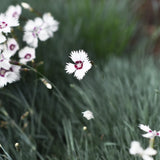 Fjädernejlika 'Marieberg'