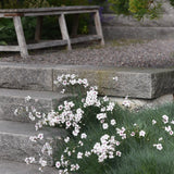 Fjädernejlika 'Marieberg'