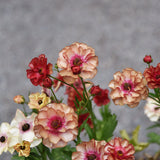 Fjärilsranunkel 'Butterfly Musa'®